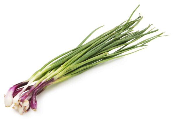 Spring Onion - COUTURIER DESIGN