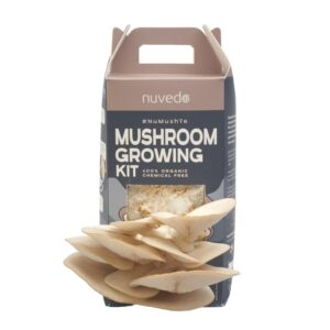 Nuvedo Oyster Mushroom